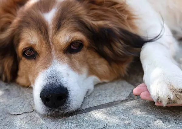 hand holding dog paw